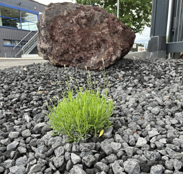 Pouzzolane Anthracite 16-32mm – Image 2
