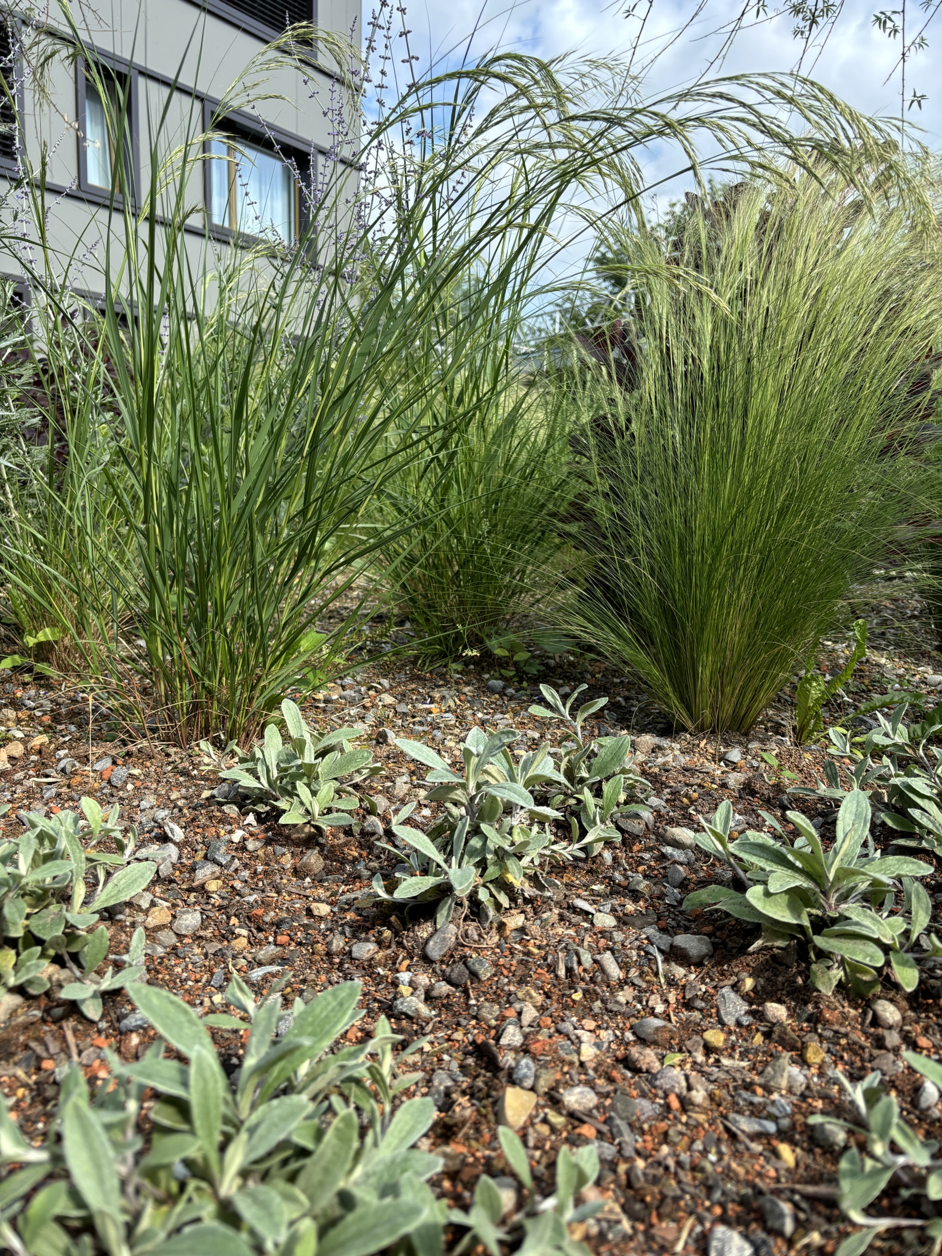 Substrat bacs de plantation – Image 4